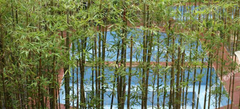 小森林度假酒店图片