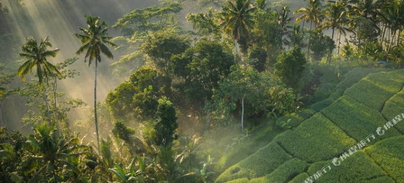 竹酒店-稻田景观(Bambootel Sawah View)图片