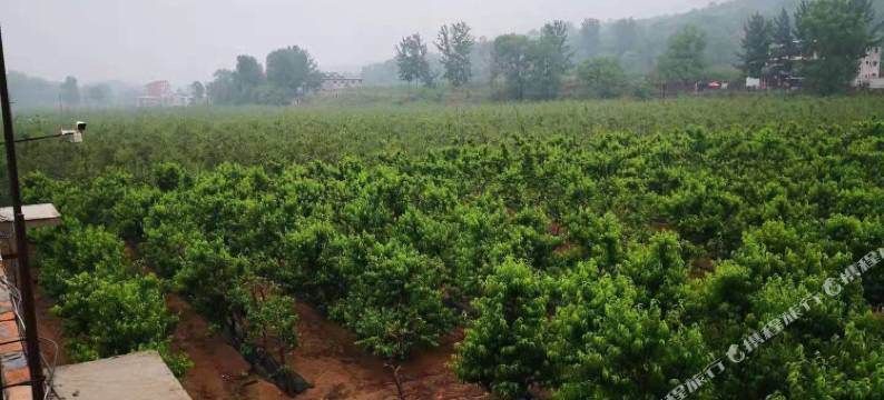 武安晨宇生态酒店图片