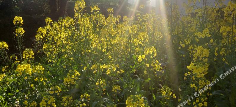 婺源江岭花海梯田客栈(江岭景区店)图片
