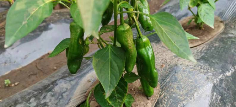 伊春绿野A居民宿图片