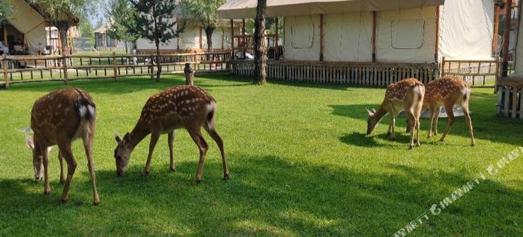 大漠花海酒店图片