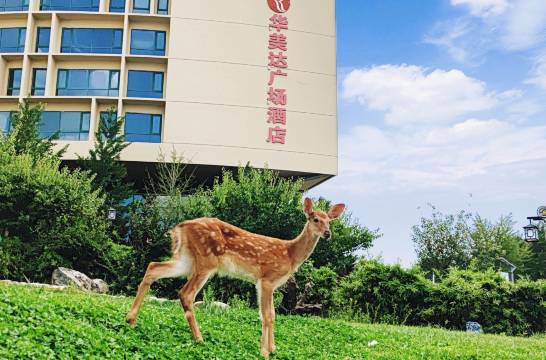 泰安绿发东尊华美达广场酒店图片