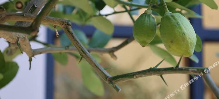 泉州半庭见椿民宿图片