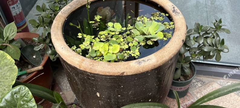 衡水喜来登客栈图片