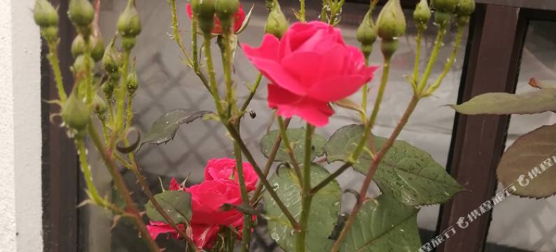 桃花居民宿(苏州拙政园店)图片