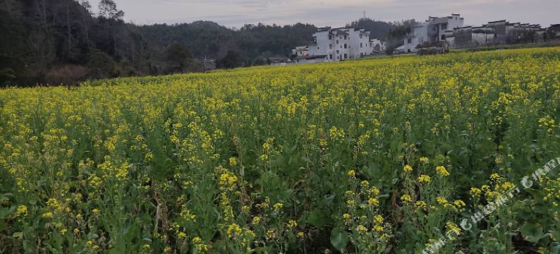 一览花海民宿(婺源思溪延村店)图片