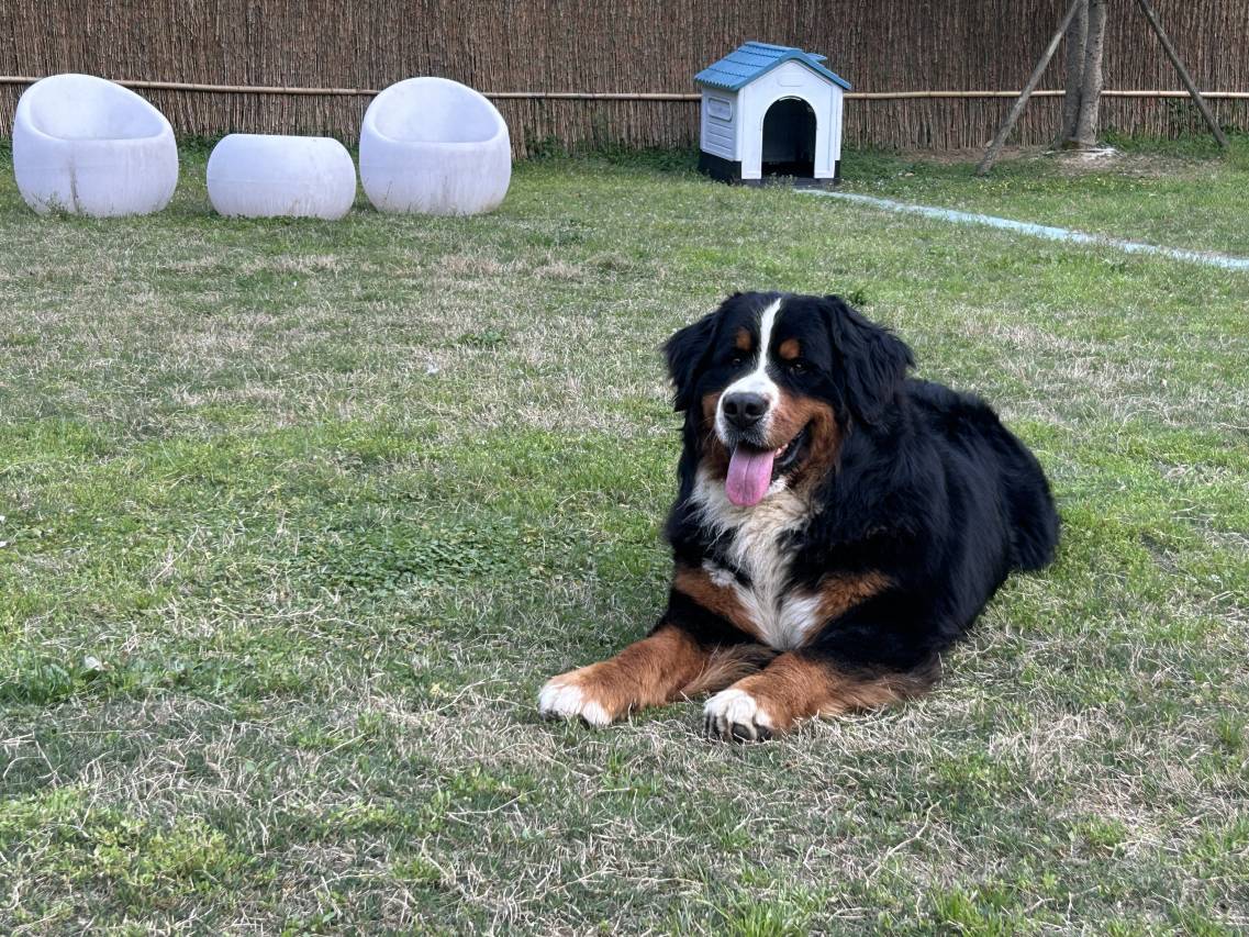 景德镇美集•观山月宠物主题酒店图片