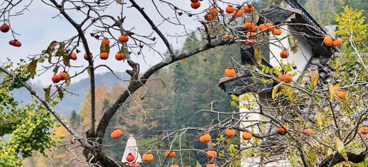 Mosu|宏村厢居·野奢设计师度假酒店(黄山旗舰店)图片