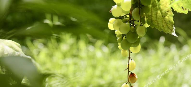 巍山古城凡尘小院民宿图片