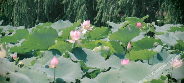 维也纳酒店(宾阳店)图片