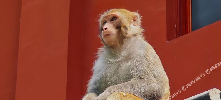 龙猫精灵｜YOUNG•IS•DIFFERENT酒店(喷水池地铁站民生路好吃街店)图片