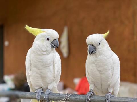 潮州紫莲森林度假村图片