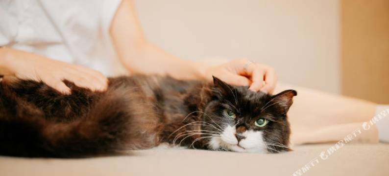 北戴河新区犬舍酒店图片