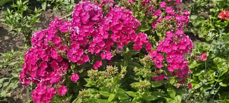 尼勒克微澜间民宿图片