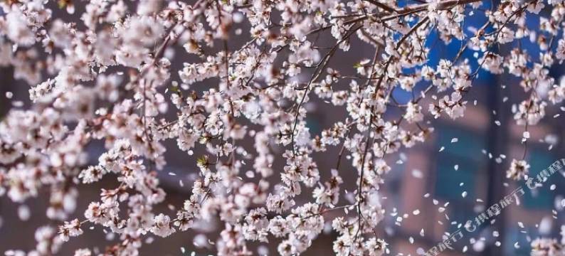 天津缦和酒店公寓(国际贸易中心店)图片