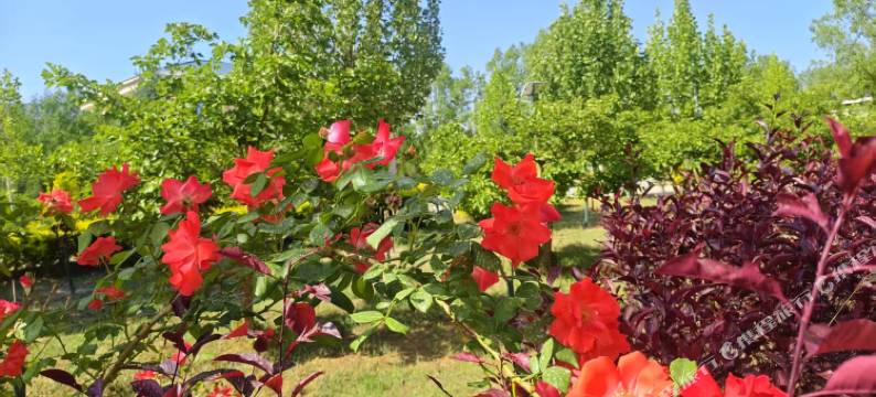 武威重离子康养民宿图片