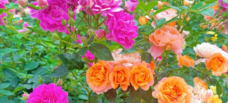 巴洛特花园民宿(伊宁市六星街店)图片