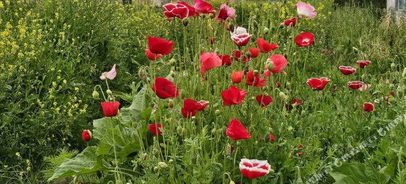 尼勒克微澜间民宿图片