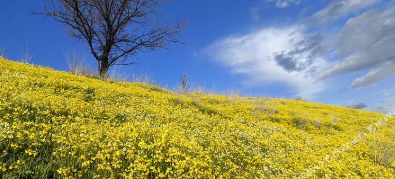 巩留继东酒店(库尔德宁店)图片