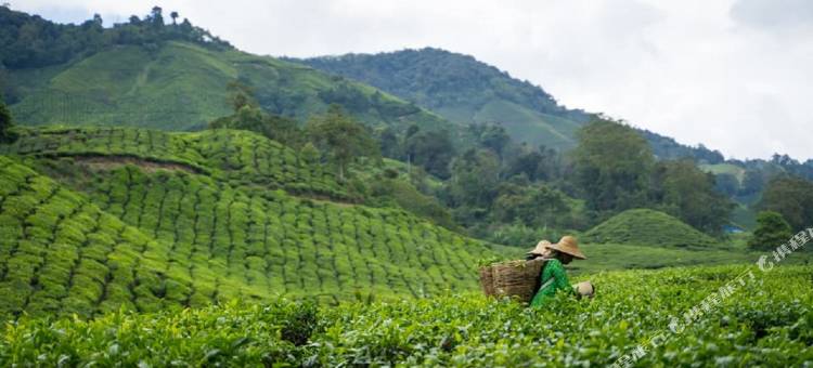 金马仑山顶酒店(Zenith Hotel Cameron)图片