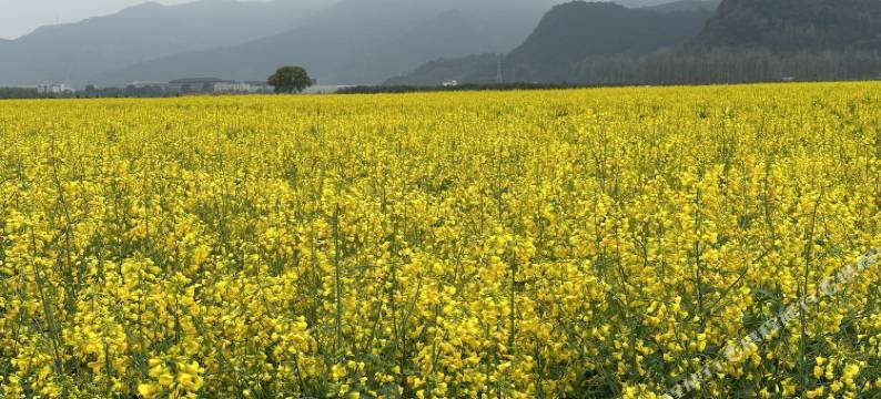 花筑·致如民宿(桐庐OMG心跳乐园店)图片