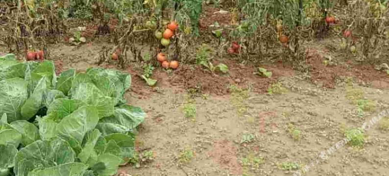 甘泉连姐窑洞民宿图片