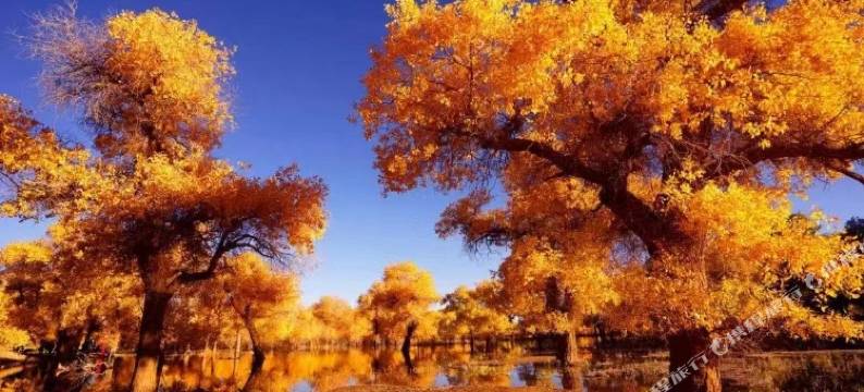 额济纳旗胡杨林精品民宿图片