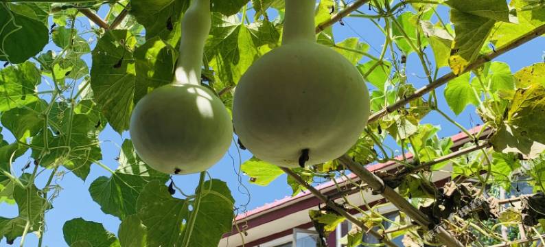 北京园中苑民宿图片