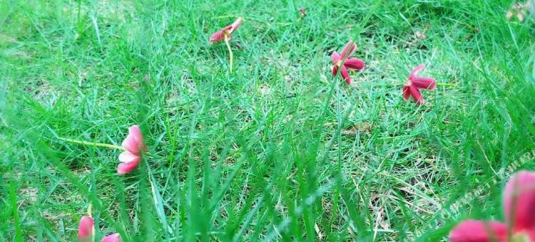 阳朔花间民宿(桂林千古情店)图片