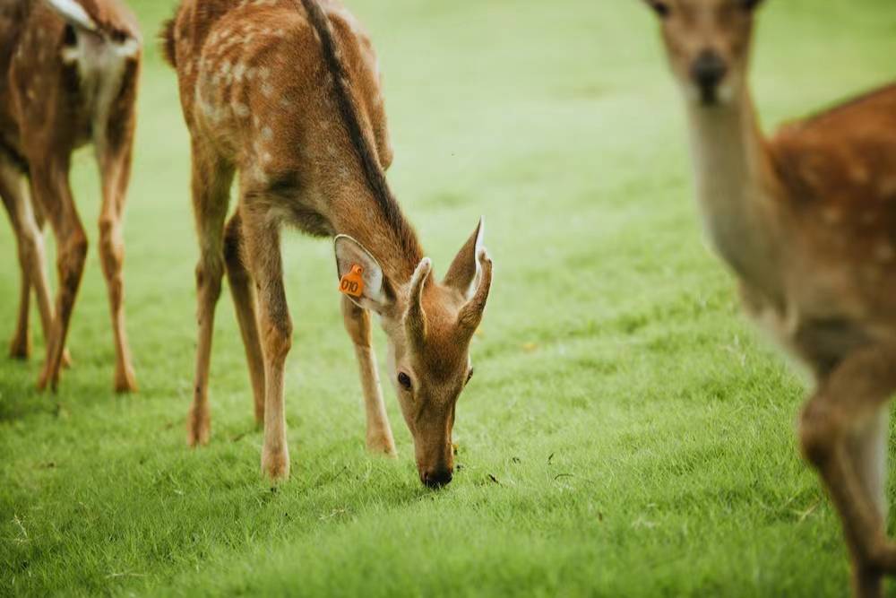 太白山唐镇·诗唐花颂温泉度假酒店图片