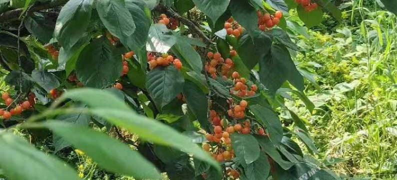 幸福1号民宿(丹棱幸福古村店)图片