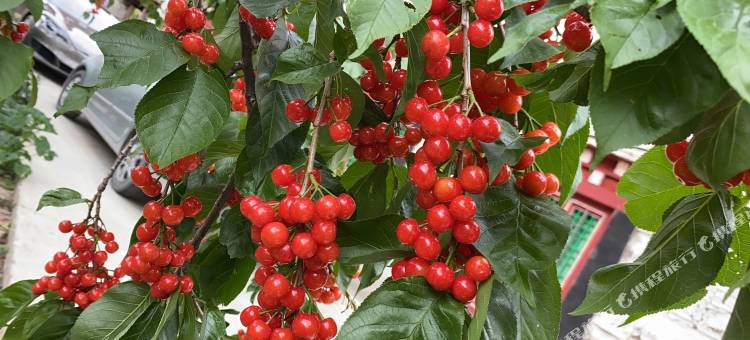 藏韵大酒店(甘孜丹巴嘉绒古碉王宫店)图片