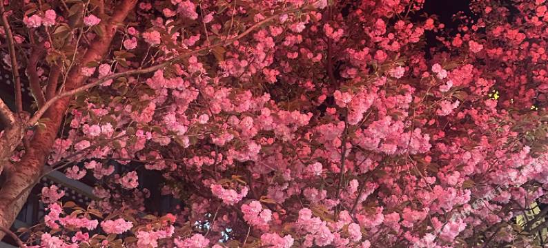 康定雪立方假日酒店图片