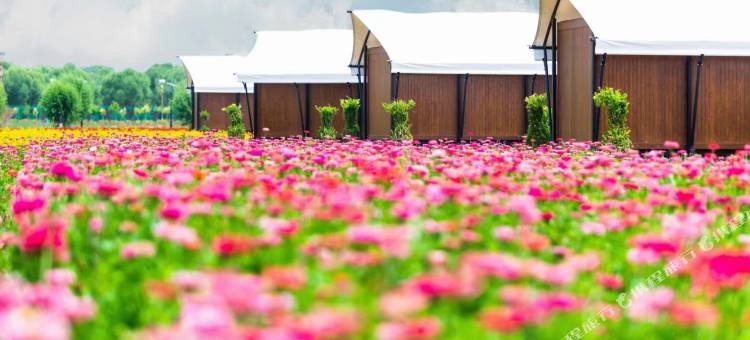 大漠花海酒店图片