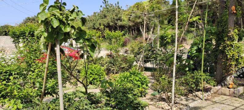 嵊泗小惠小庄图片