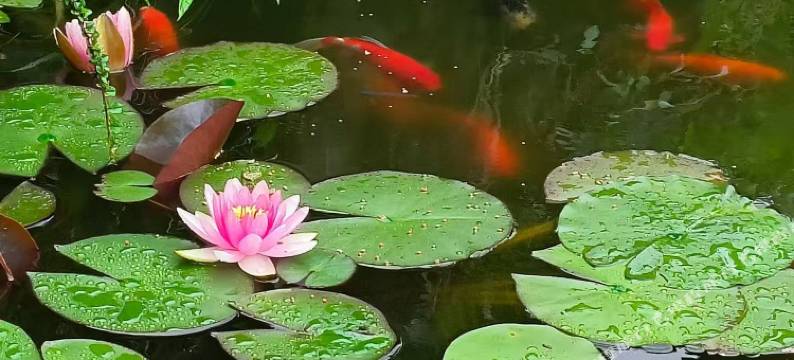 兰花园宾馆图片