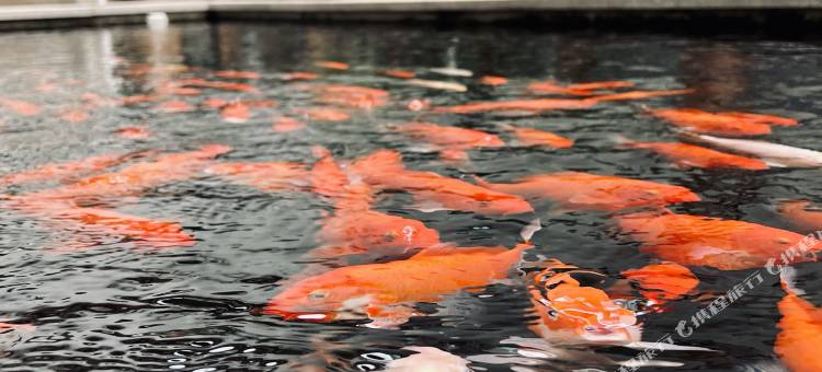 佛山喜谧私巢民宿(长鹿农庄度假区顺德站店)图片