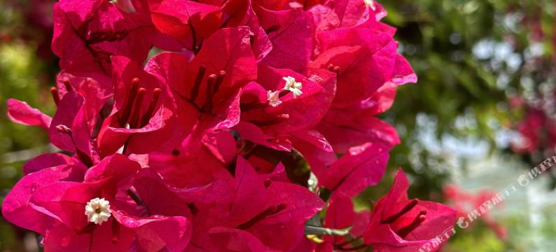 昆明滇池幸芙里客栈(海埂大坝店)图片