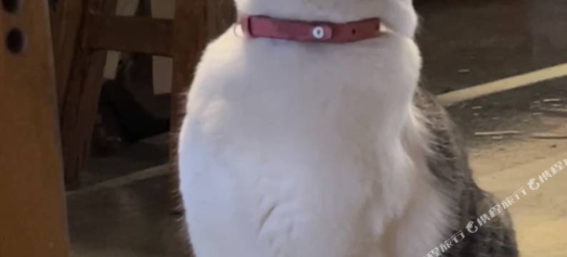 居易·喵居｜There’s a Cat·新中式喵喵美宿(西安城墙钟鼓楼店)图片