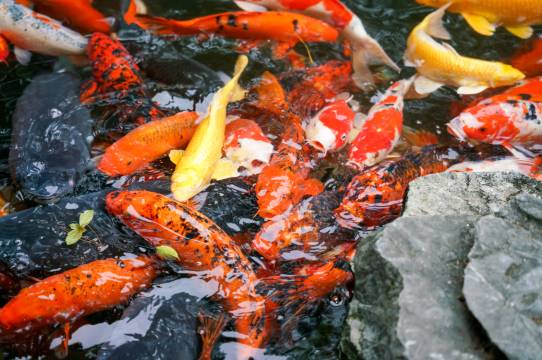 博雅山房民宿图片