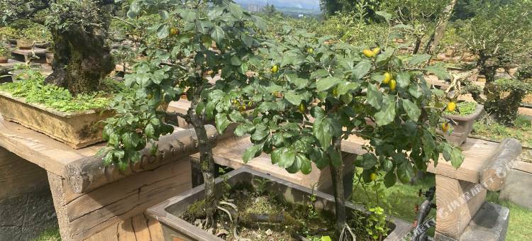 杉之林民宿图片