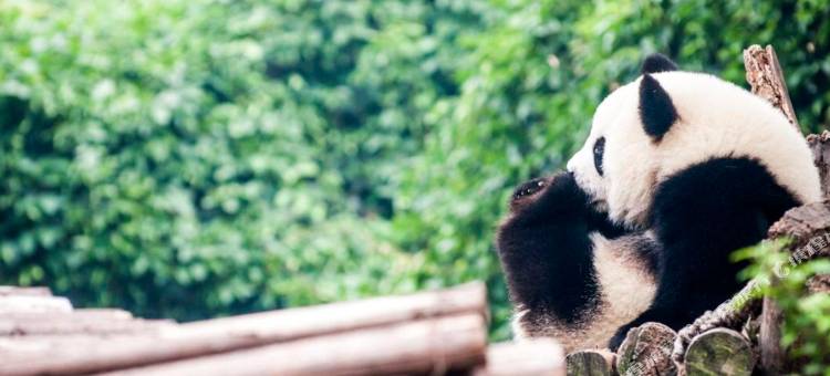 康福瑞酒店(成都省人民医院宽窄巷子店)图片