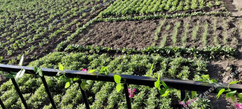 新源马学虎乡村客栈图片