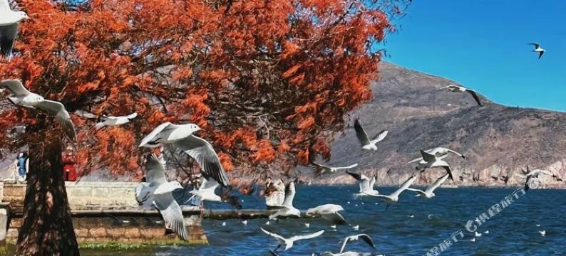 大理随意宅·观山休闲民宿(祟圣寺三塔店)图片