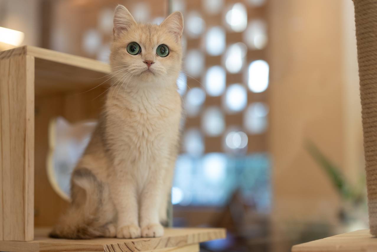 竹舟雪山度假酒店(丽江古城区清溪公园店)图片