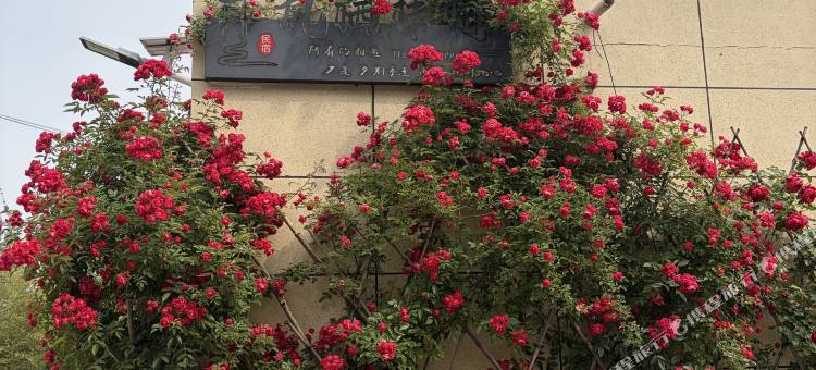 王屋山凤栖梧桐民宿图片