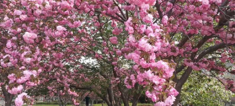 如家华驿酒店(鹤壁华夏南路店)图片