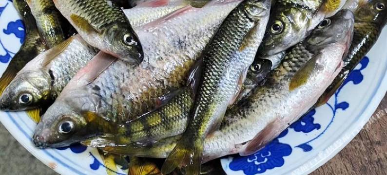 歙县石潭文琴农庄图片