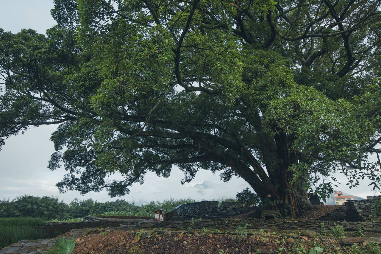 山原色瑶客共生民宿图片